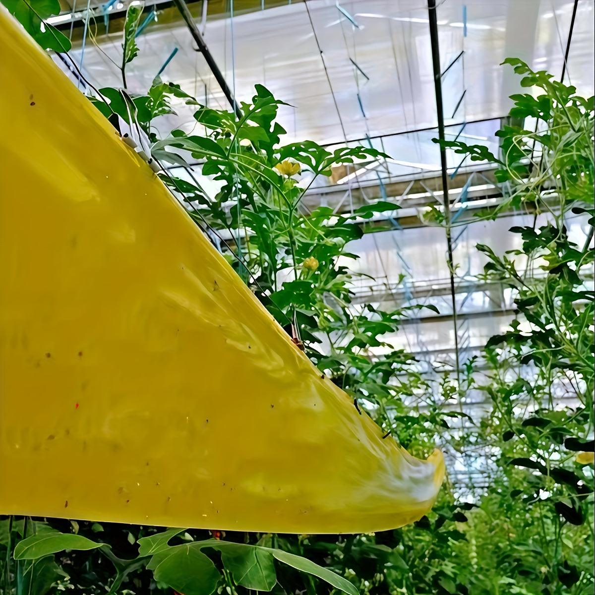 BugStrip - Outdoor Sticky Insect Barrier Tape for Effective Plant Protection 2